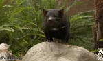 Tasmanian devil